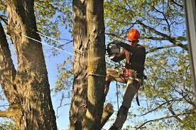 Tree Lopping Melbourne