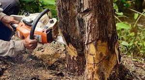 Tree Removal Ringwood