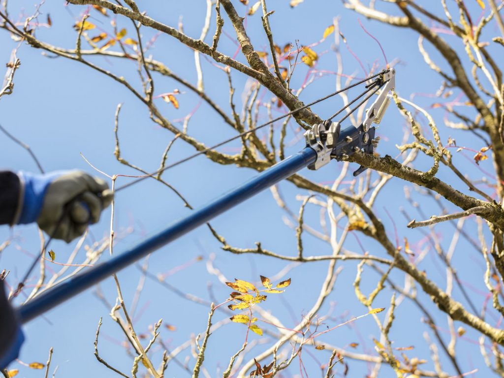 tree pruning Brunswick