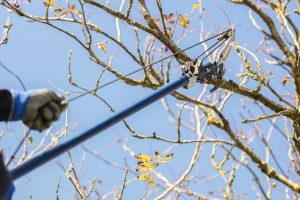 tree pruning Brunswick