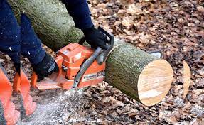 Tree Removal Banyule
