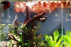 floating plants with red roots