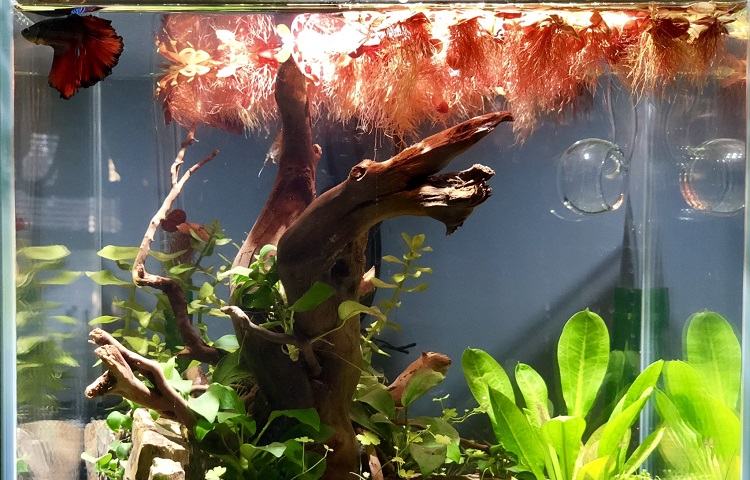 floating plants with red roots