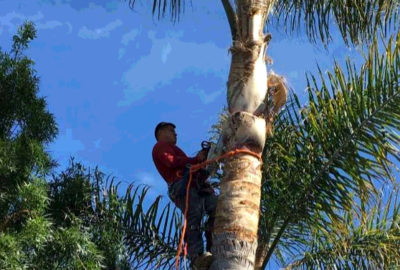 tree removal Flemington