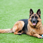 pet friendly artificial turf