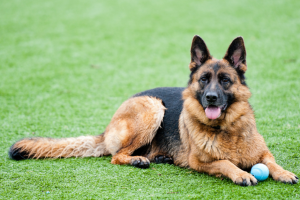 pet friendly artificial turf