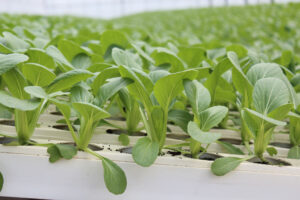 hydroponic soil