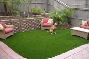 pet grass