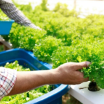 hydroponic garden