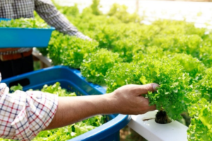 hydroponic garden