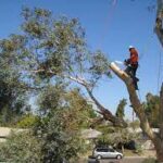 tree lopping Hornsby
