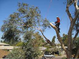 tree lopping Hornsby