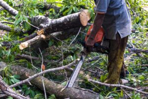 Professional Tree Services Melbourne
