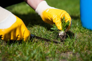 lawn mowing Glen Waverley