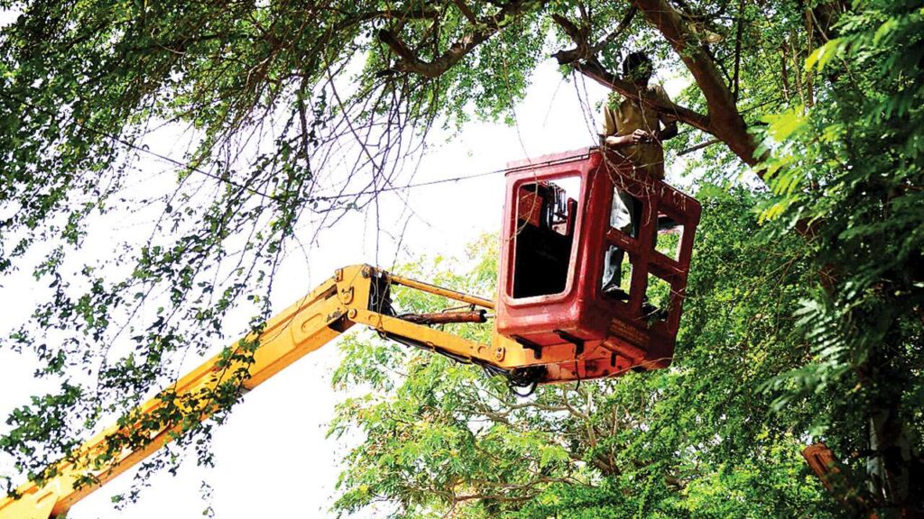 Tree Removal Services