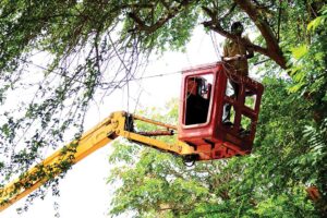 Tree Removal Services