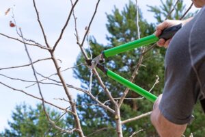 tree pruning Brisbane