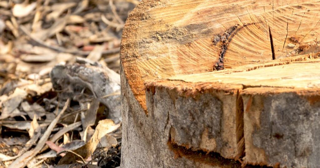 stump grinding and removal service Melbourne