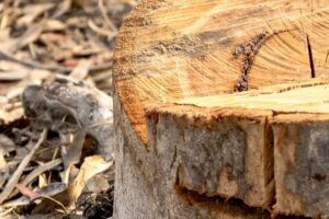 stump grinding and removal service Melbourne