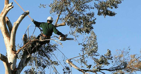 tree removal Berwick