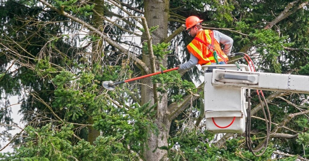tree trimming Gold Coast
