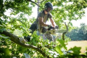 tree removals Melbourne