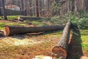 tree removal Brisbane