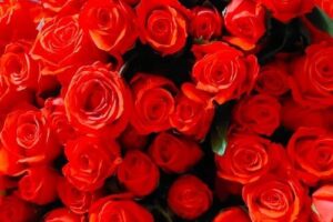 red roses Melbourne