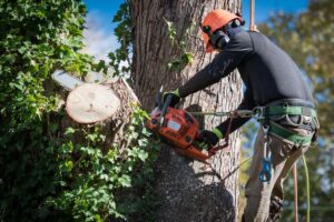 Brisbane tree removal services