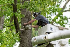 tree pruning Melbourne
