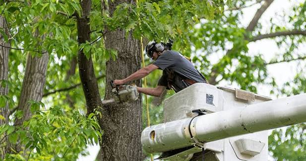 tree pruning Melbourne
